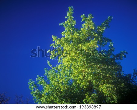Green tree against a clear blue sky.