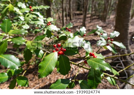 View of a holly plant in the foreground with its red berries in a forest
