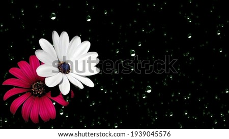 Small white and pink flowers on a toned on gentle soft blue and pink background outdoors close-up macro . Spring summer border template floral background. Light air delicate artistic image, free space
