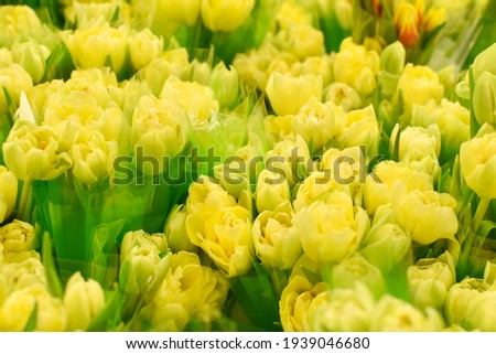 many bouquets of yellow tulips. Spring blooming yellow tulips, blurred background, soft photo editing, selective focus, delicate toning. Space for text