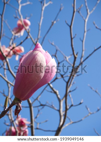 Magnolia in Hadano City, Spring
