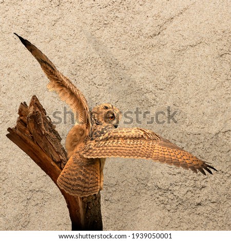 Panorama of an big Eagle Owl. Sit on a stump. Spread the wings for takeoff. Bird looks back, the orange eyes stare at you. Beautiful sand in the background. Composite photo. Cover, social media or web