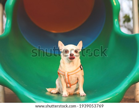Portrait of happy and healthy brown Chihuahua dog sitting on playground equipment, licking his lips and looking at camera.