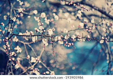 Apricot tree flower with buds blooming at springtime, vintage retro floral background