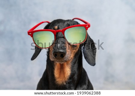 Portrait of funny black and tan dachshund dog in sunglasses with polarized lenses crookedly put on face, front view, gray background, copy space for advertising. Royalty-Free Stock Photo #1939062388