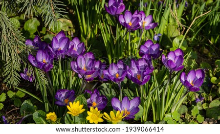 Delicate petals of Ruby Giant crocus among yellow flowers of spring buttercup on blurred background of greenery of garden. Close-up. Clear sunny spring day. Nature concept for design.