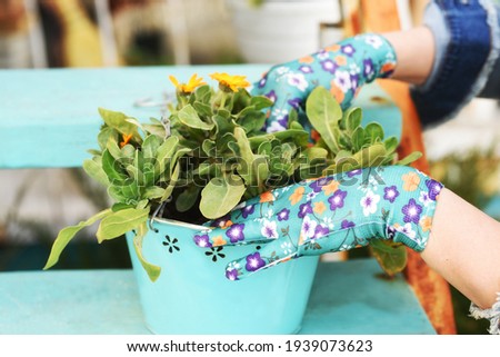 Planting a flower in pots in the garden. gloved hands plant a flower in the ground