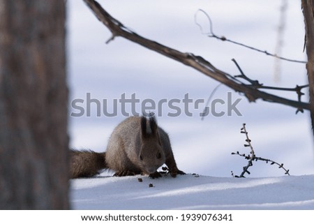 
A squirrel looking for nuts on the snow.