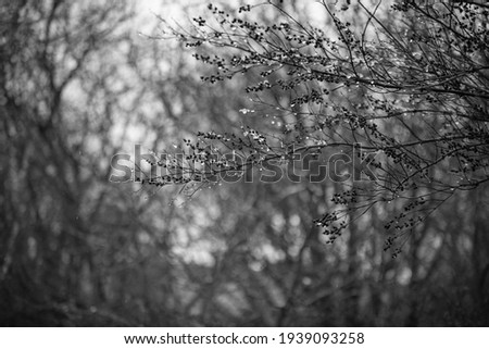 
black and white photo of snow on a branch in a tree