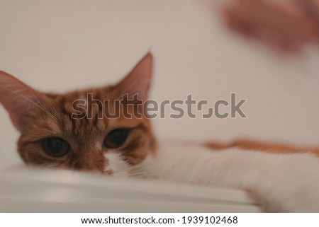 Picture of a sitting cat relaxing