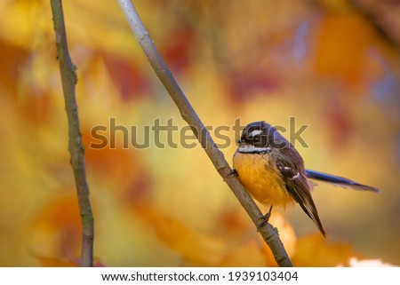 Fantail perched in autumn colours