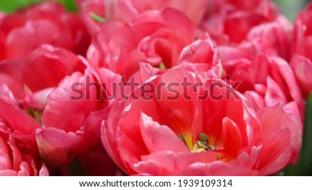 Macro photography of pink tulip petals (tulip variety - San Remo), large format