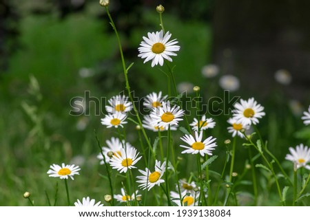 Leucanthemum vulgare meadows wild oxeye daisy flowers with white petals and yellow center in bloom, flowering beautiful plants on late springtime amazing green field Royalty-Free Stock Photo #1939138084