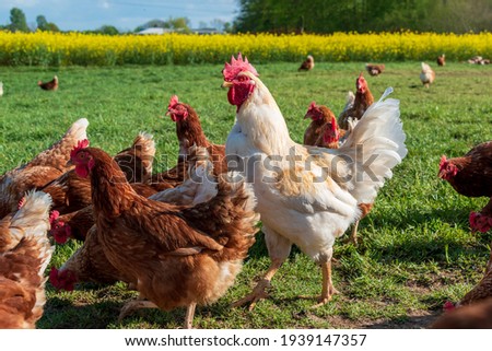 Animal welfare in Schleswig-Holstein. Free roaming chickens in a meadow in Moorsee near Kiel Royalty-Free Stock Photo #1939147357