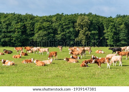 Red Holstein cattle roaming free in a pasture in summer