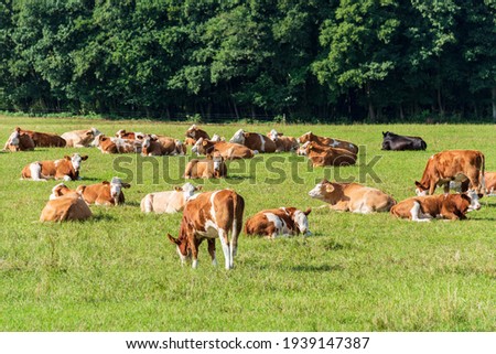 Red Holstein cattle roaming free in a pasture in summer Royalty-Free Stock Photo #1939147387