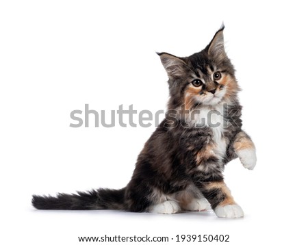 Adorable tortie Maine Coon cat kitten, sitting side ways. One paw playful in air. Isolated on white background.