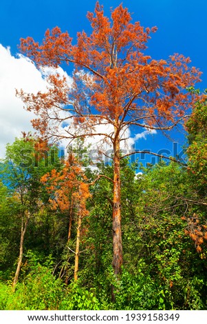 One dry tree in green forest  . Tree with red branches