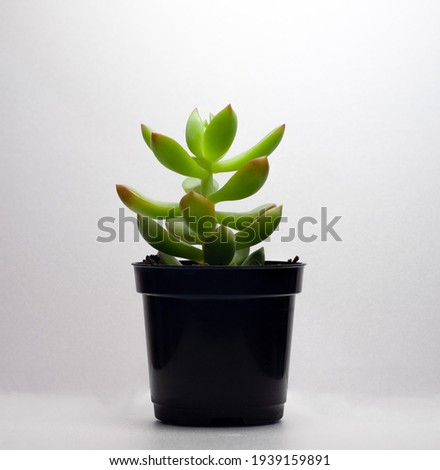 Suculent plant isolated on white background black vase ornament