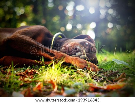 brown doberman pinscher