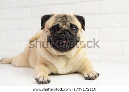 Funny pug dog lies on the background  of a white brick wall . Happy  funny pug  . Dog  grooming concept .Copy space for text .