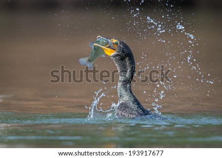 Double-crested Cormorant Royalty-Free Stock Photo #193917677