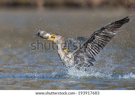 Double-crested Cormorant Royalty-Free Stock Photo #193917683