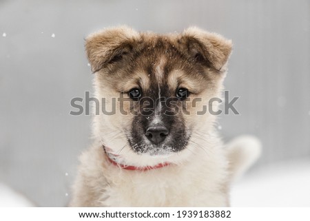 portrait of a cute fluffy puppy with snowflakes