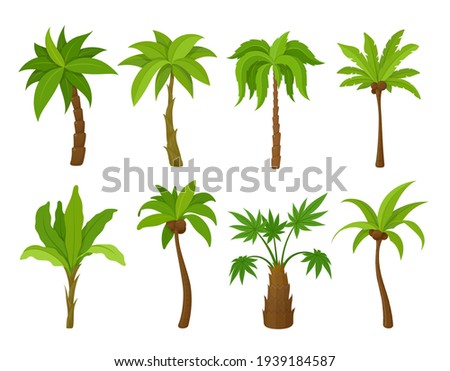 Set of colorful palm tree vector flat illustration. Collection of cartoon tropical plants with green leaves top and trunks isolated on white. Bundle of fresh natural coconut wood cultivated gardening