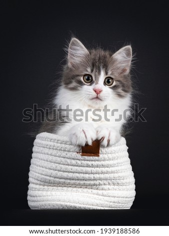 Cute blue and white Siberian cat kitten, sitting in lilltje white bag. Looking towards camera. Isolated on black background. Paws playful on edge of bag.