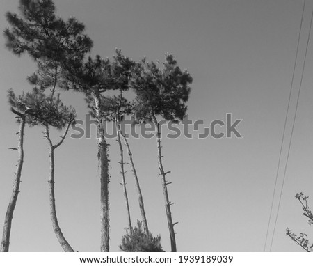 Black and white pine tree low angle view 
