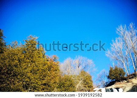 landscape of a forest on top of a mountain with a blue sky and a crow