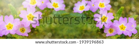 Spring landscape flowers Mother's Day background banner panorama greeting card - blooming pink cushion primrose ( Primula vulgarisms Hubs.,  Primula acaulis ) on green meadow in garden  park