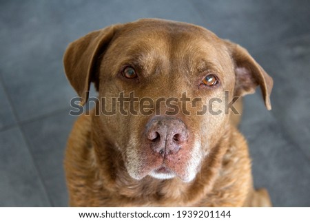 Adult dog close up portrait on gray background. Labrador dog looking at camera. 