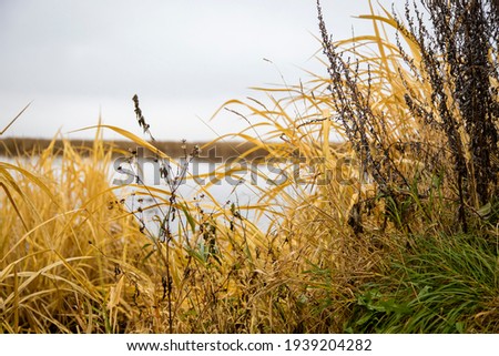 dry grass grows on the shore of the lake. beautiful natural background image. yellow and green autumn grass grows by water