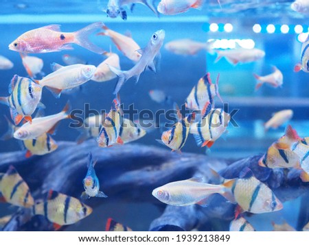 Blurred motion of fresh water fish in the aquarium at the Local fish markets