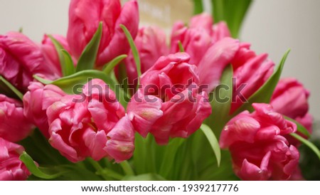 Macro photography of pink tulips with selective focus on blurred background, large format