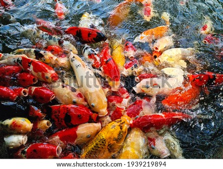 Feeding food for Colorful koi fish or fancy carp in the pond 