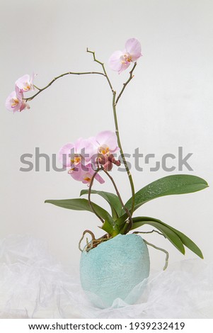 
Delicate pink orchid in an Easter egg