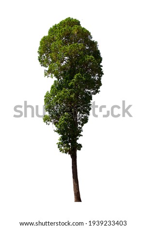 isolated tree green on a white background. Collection of isolated tree on white background Tropical tree