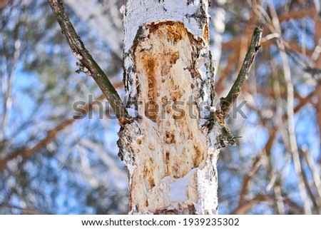 Tree work by black woodpecker, damaged old tree. The woodpecker gouged holes in the wood in search of food - insect larvae.