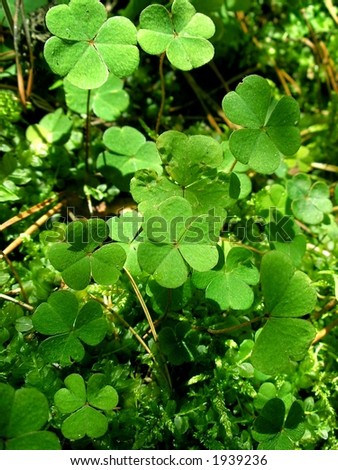Green leafs of clover in forest