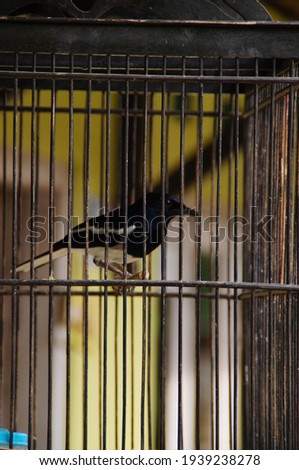 close up. black and white bird in a cage