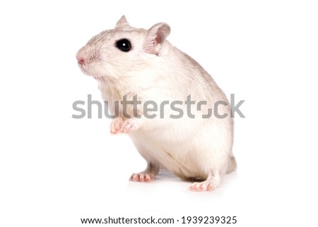 Pet Gerbil isolated on a white background