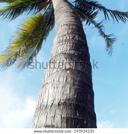 Palm Tree and Blue Sky, Tropical