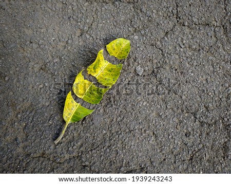 Photo of leaf cut into four on the asphalt.
