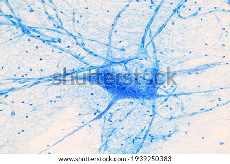 Education Spinal cord, Nerve, Cerebellum, Cortex and Motor Neuron Human under the microscope in Lab.
 Royalty-Free Stock Photo #1939250383