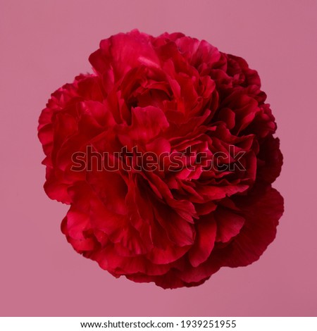 Bright red peony isolated on a pink background.