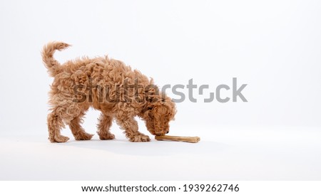 Cute little cockapoo puppy searching and sniffing bone in studio isolated on white background