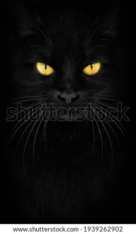 Black Cat looking at the camera, Close-up cat portrait. fiery glance.